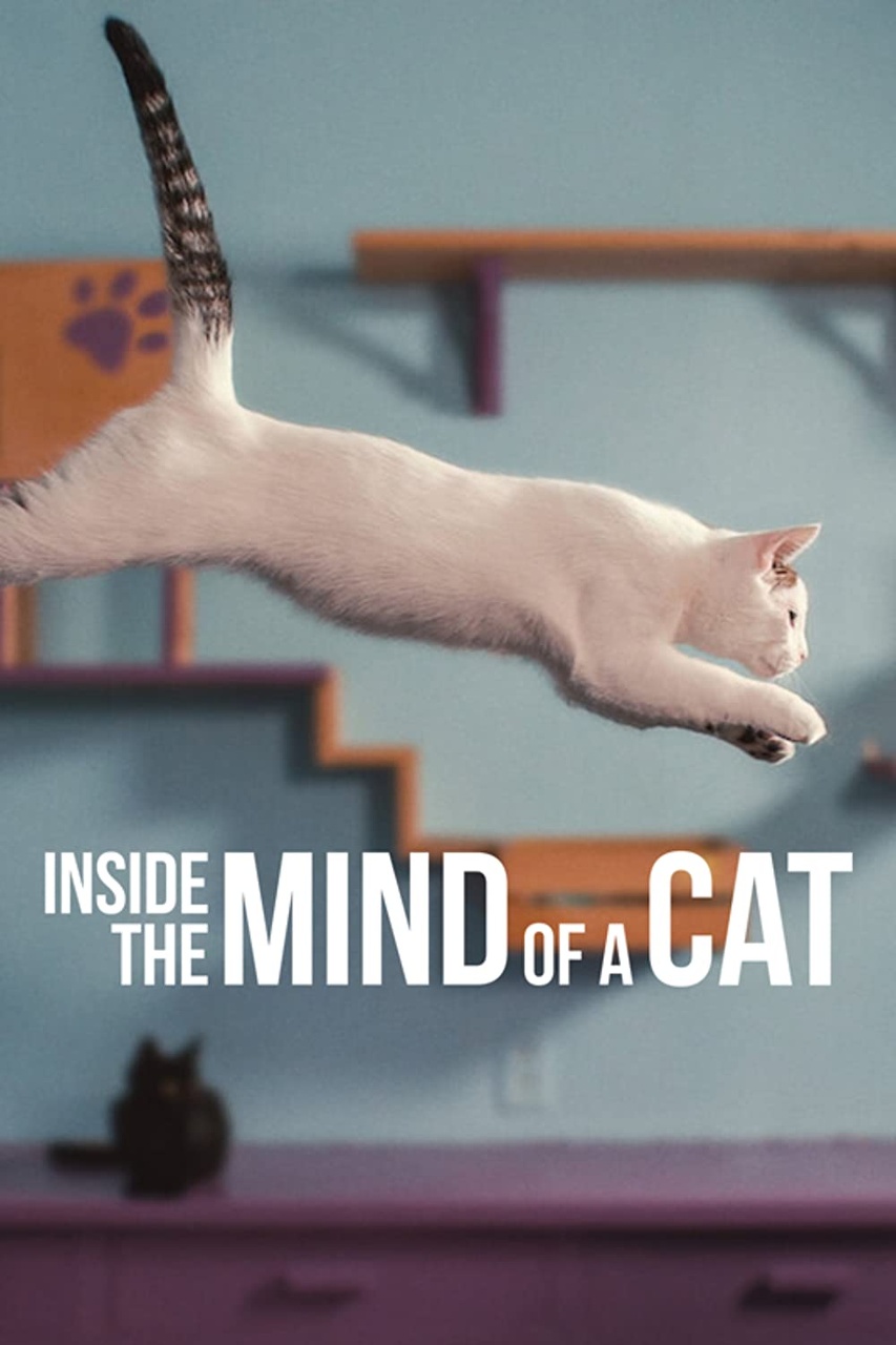 Inside.the.Mind.of.a.Cat.2022.NF.WEBRip.x264.HUN-Caveman - borítókép