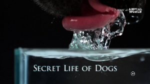 The.Secret.Life.Of.The.Dog.2009.HDTV.x264.HUN-bH - borítókép