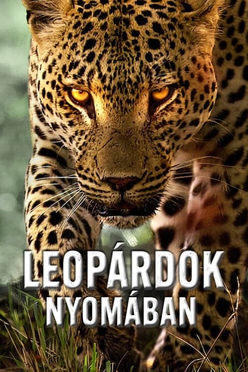 Living.with.Leopards.2024.480p.NF.WEB-DL.DD+5.1.H.264.HuN-No1