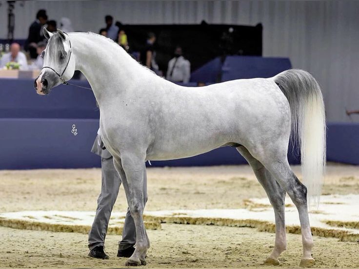 Al Shaqab