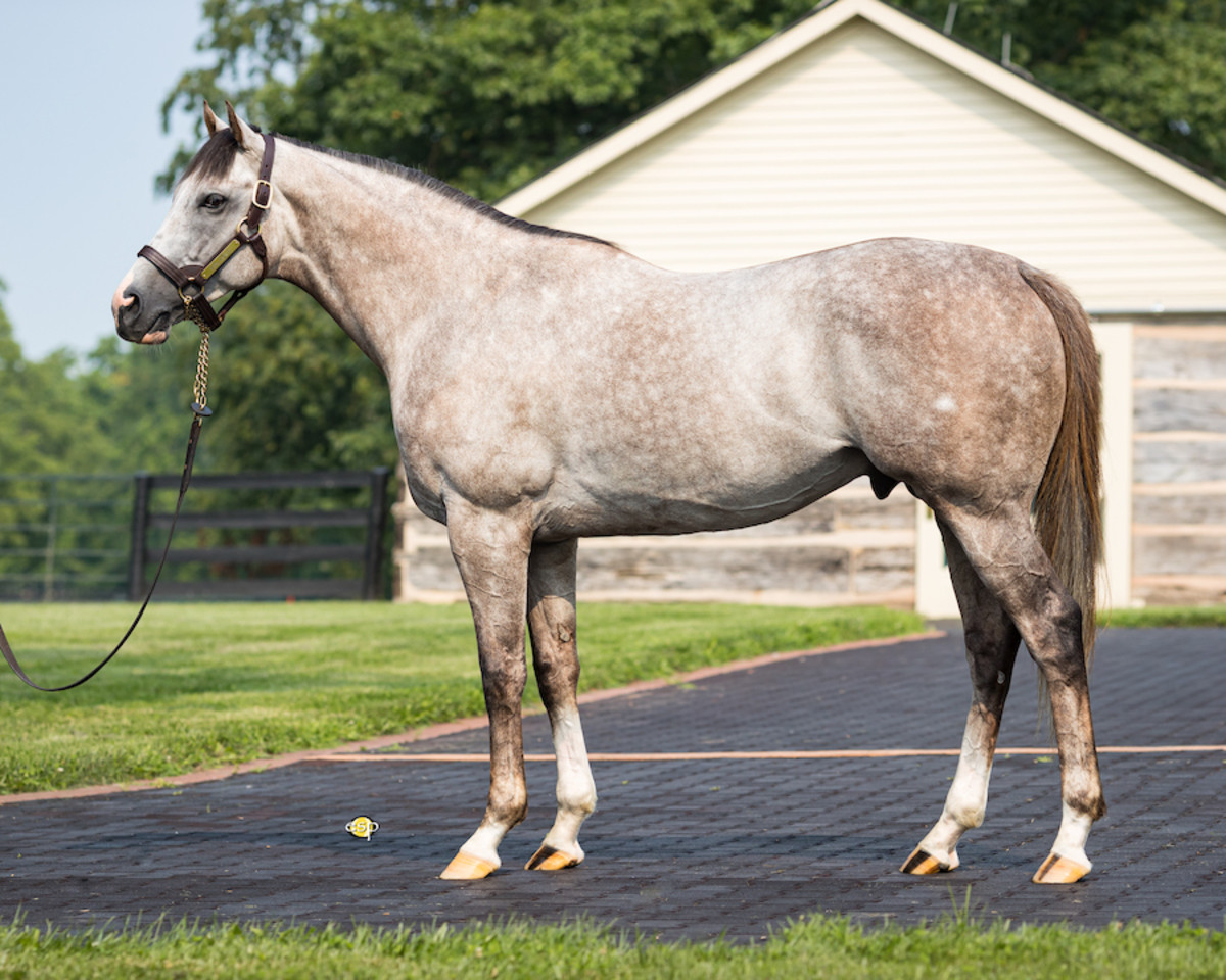 Godolphin Blue Beard