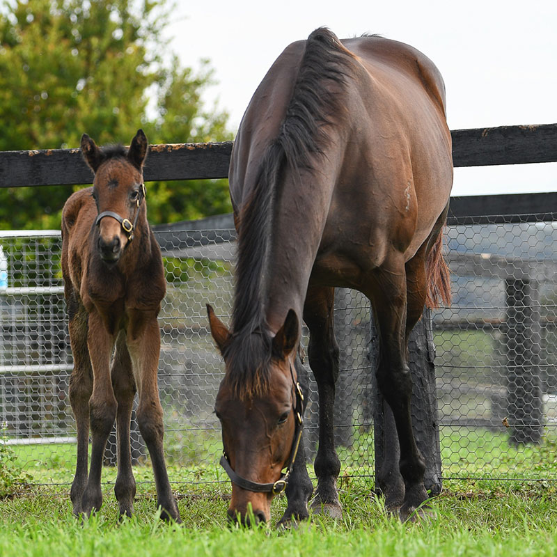Godolphin French Boy
