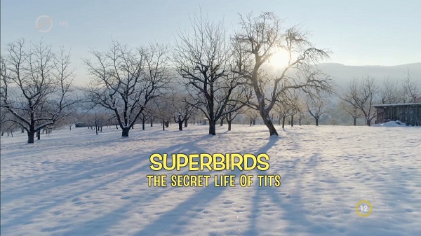 Szupermadarak - A cinegefélék titkos élete (Superbirds - The Secret Life of Tits) 202