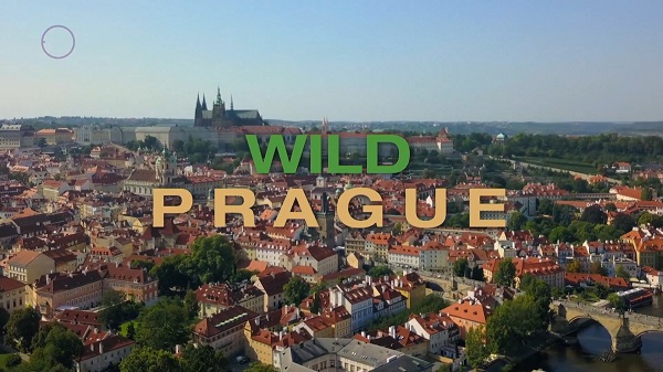 Prága vad arca (Wild Prague) 2022 1080p WEB-DL H264 Hun mkv