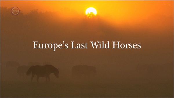 Európa utolsó vadlovai - A Dülmeni pónik (Europe's Last Wild Horses) 2011 1080p WEB-D