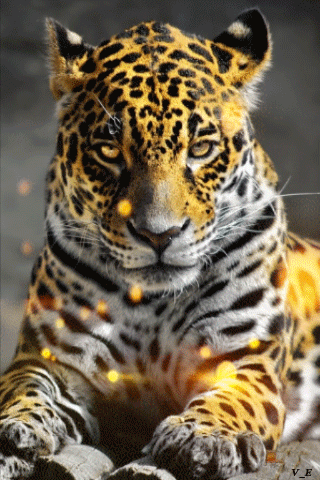 9280_ceb9fc753666.gif